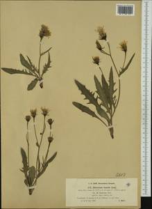 Hieracium humile subsp. lacerum (Reut. ex Fr.) Zahn, Западная Европа (EUR) (Австрия)