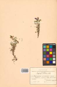 Остролодочник завернутый Ledeb., Сибирь, Дальний Восток (S6) (Россия)