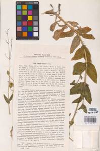 Silene csereii subsp. csereii, Восточная Европа, Южно-Украинский район (E12) (Украина)