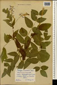 Козлятник восточный Lam., Кавказ, Грузия (K4) (Грузия)