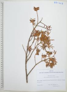 Тис остроконечный, Тисс остроконечный Siebold & Zucc., Сибирь, Дальний Восток (S6) (Россия)