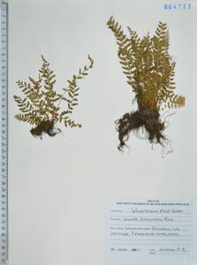 Вудсия полусердцевидная Turcz., Сибирь, Дальний Восток (S6) (Россия)