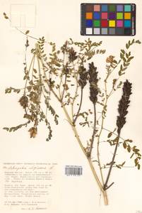 Астрагал болотный L., Сибирь, Дальний Восток (S6) (Россия)