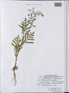 Тургеневия широколистная (L.) Hoffm., Кавказ, Южная Осетия (K4b) (Южная Осетия)