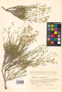 Клоповник лировидный L., Восточная Европа, Нижневолжский район (E9) (Россия)