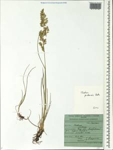 Lolium pratense (Huds.) Darbysh., Восточная Европа, Центральный лесостепной район (E6) (Россия)