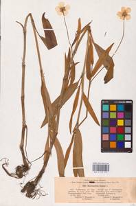 Лютик длиннолистный L., Восточная Европа, Северо-Западный район (E2) (Россия)