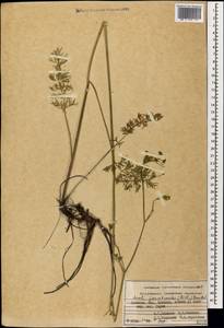 Gasparinia peucedanoides (M. Bieb.) Thell., Кавказ, Армения (K5) (Армения)