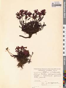 Мытник мохнатоодетый Turcz., Сибирь, Чукотка и Камчатка (S7) (Россия)