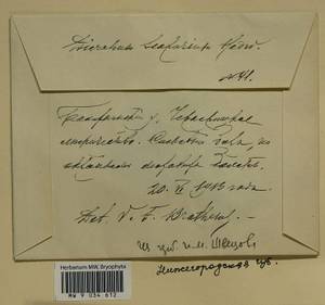 Dicranum scoparium Hedw., Гербарий мохообразных, Мхи - Центральное Нечерноземье (B6) (Россия)