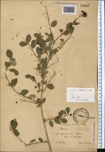 Жимолость Королькова Stapf, Средняя Азия и Казахстан, Памир и Памиро-Алай (M2) (Киргизия)