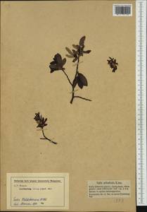 Salix waldsteiniana Willd., Западная Европа (EUR) (Австрия)