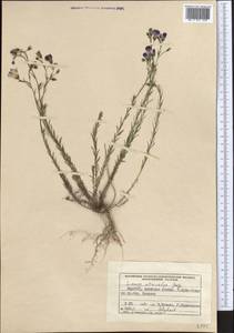 Linum altaicum subsp. atricalyx (Juz.) Svetlova, Средняя Азия и Казахстан, Памир и Памиро-Алай (M2) (Киргизия)