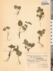 Фиалка Морица Tepl., Сибирь, Чукотка и Камчатка (S7) (Россия)