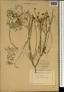 Anethum foeniculum L., Зарубежная Азия (ASIA) (Неизвестно)