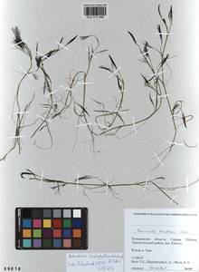 Лютик волосолистный, Шелковник волосолистный Chaix, Сибирь, Алтай и Саяны (S2) (Россия)