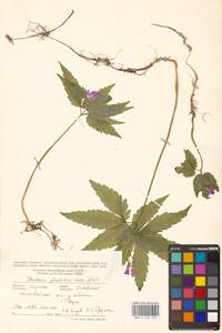 Сердечник железистый O.Schwarz, Восточная Европа, Западно-Украинский район (E13) (Украина)