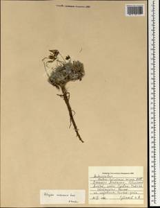 Astragalus saichanensis Sanchir, Монголия (MONG) (Монголия)