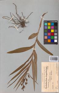 Пыльцеголовник длиннолистный (L.) Fritsch, Восточная Европа, Молдавия (E13a) (Молдавия)