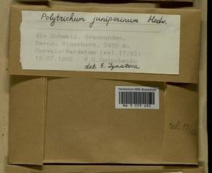 Polytrichum juniperinum Hedw., Гербарий мохообразных, Мхи - Западная Европа (BEu) (Швейцария)