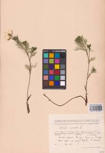 Горицвет весенний, Адонис весенний L., Восточная Европа, Южно-Украинский район (E12) (Украина)