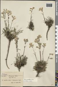 Смолевка хамарская Turcz., Сибирь, Западная Сибирь (S1) (Россия)