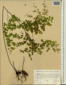 Adiantum poiretii Wikstr., Африка (AFR) (Эфиопия)