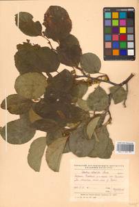 Древогубец круглолистный Thunb., Сибирь, Дальний Восток (S6) (Россия)