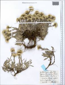 Helichrysum gofense Cufod., Африка (AFR) (Эфиопия)