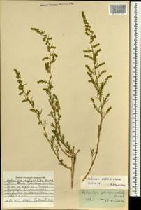 Полынь ордосская Krasch., Монголия (MONG) (Монголия)