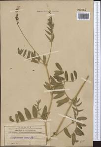 Остролодочник голый DC., Средняя Азия и Казахстан, Северный и Центральный Тянь-Шань (M4) (Киргизия)