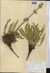 Cryptothladia parviflora (Kar. & Kir.) M. J. Cannon, Средняя Азия и Казахстан, Северный и Центральный Тянь-Шань (M4) (Киргизия)