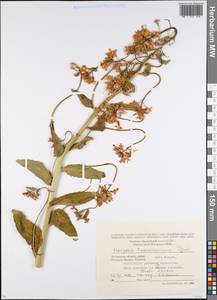 Hesperis unguicularis Boiss., Восточная Европа, Московская область и Москва (E4a) (Россия)