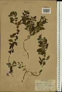 Мята полевая L., Восточная Европа, Центральный лесостепной район (E6) (Россия)