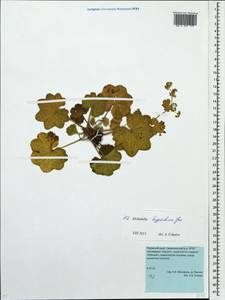 Манжетка северная Juz., Восточная Европа, Восточный район (E10) (Россия)