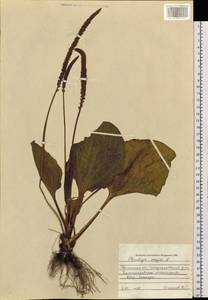 Подорожник большой L., Сибирь, Западная Сибирь (S1) (Россия)