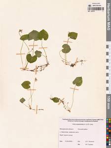 Viola epipsila subsp. repens (Turcz.) W.Becker, Сибирь, Чукотка и Камчатка (S7) (Россия)