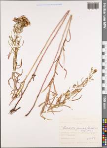 Galatella sedifolia subsp. sedifolia, Сибирь, Западная Сибирь (S1) (Россия)
