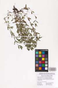 MHA 0 008 306, Thymus pannonicus All., Восточная Европа, Нижневолжский район (E9) (Россия)
