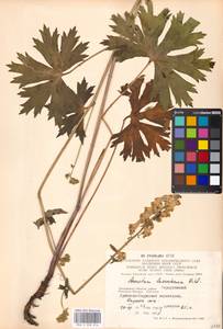 Aconitum lycoctonum subsp. lasiostomum (Rchb.) Warncke, Восточная Европа, Московская область и Москва (E4a) (Россия)