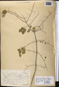 Жимолость Королькова Stapf, Средняя Азия и Казахстан, Памир и Памиро-Алай (M2) (Таджикистан)