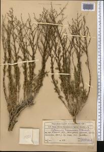 Полынь туранская (Krasch.) Poljak., Средняя Азия и Казахстан, Муюнкумы, Прибалхашье и Бетпак-Дала (M9) (Казахстан)