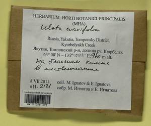 Ulota curvifolia (Wahlenb.) Sw., Гербарий мохообразных, Мхи - Якутия (B19) (Россия)