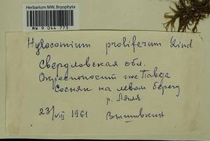 Hylocomium splendens (Hedw.) Schimp., Гербарий мохообразных, Мхи - Пермский край, Удмуртия, Свердловская и Кировская области (B8) (Россия)