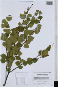 Betula pubescens subsp. pubescens, Восточная Европа, Северный район (E1) (Россия)