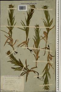 Pentanema ensifolium (L.) D. Gut. Larr., Santos-Vicente, Anderb., E. Rico & M. M. Mart. Ort., Кавказ, Ставропольский край, Карачаево-Черкесия, Кабардино-Балкария (K1b) (Россия)