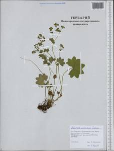 Манжетка Воротникова Czkalov, Восточная Европа, Северный район (E1) (Россия)