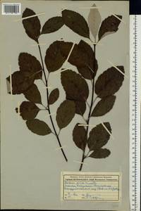 Aria edulis (Willd.) M. Roem., Восточная Европа, Московская область и Москва (E4a) (Россия)