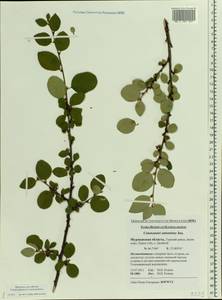 Кизильник рыхлоцветковый (J. Jacq.) Lindl., Восточная Европа, Северный район (E1) (Россия)