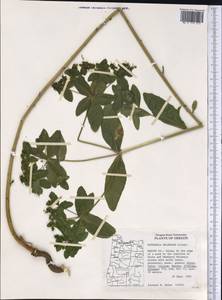 Euphorbia oblongata Griseb., Америка (AMER) (США)